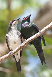 Shining Starling, Cairns, Queensland, Australia, November 2010 - click on image for a larger view