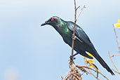 Shining Starling, Cairns, Queensland, Australia, November 2010 - click on image for a larger view