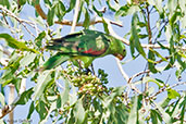 Red-winged Parrot, Adelaide River, Northern Territory Australia, October 2013 - click for larger image