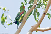 Red-winged Parrot, Adelaide River, Northern Territory Australia, October 2013 - click for larger image