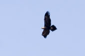 Wedge-tailed Eagle, Wyperfield, Victoria, Australia, February 2006 - click for larger image