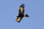 Immature Wedge-tailed Eagle, The Coorong, SA, Australia, March 2006 - click for larger image