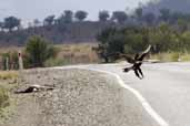 Wedge-tailed Eagle, Wilpena Pound, SA, Australia, March 2006 - click for larger image