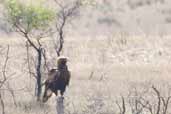 Immature Wedge-tailed Eagle, Wilpena Pound, SA, Australia, March 2006 - click for larger image