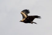 Immature Wedge-tailed Eagle, Wilpena Pound, SA, Australia, March 2006 - click for larger image