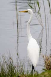 Great Egret, Warrnambool, Victoria, Australia, February 2006 - click on image for a larger view