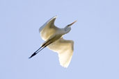 Great Egret, Deniliquin, NSW, Australia, March 2006 - click on image for a larger view