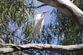 Great Egret, Deniliquin, NSW, Australia, March 2006 - click on image for a larger view