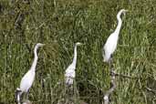 Great Egret, Deniliquin, NSW, Australia, March 2006 - click on image for a larger view