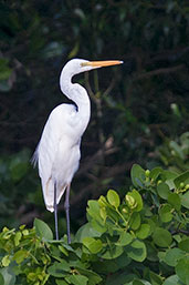 Great Egret, Daintree, Queensland, Australia, November 2010 - click on image for a larger view
