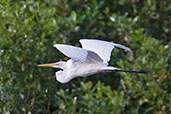 Great Egret, Daintree, Queensland, Australia, November 2010 - click on image for a larger view