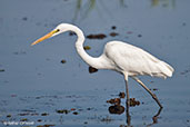 Great Egret, Kakadu, Northern Territory, Australia, October 2013 - click on image for a larger view
