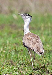 Australian Bustard, Lakefield National Park, Queensland, Australia, November 2010 - click on image for a larger view