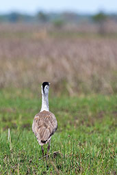 Australian Bustard, Lakefield National Park, Queensland, Australia, November 2010 - click on image for a larger view