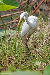 Plumed Egret, Darwin, Northern Territory, Australia, October 2013 - click for larger image
