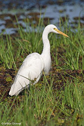 Plumed Egret, Kakadu, Northern Territory, Australia, October 2013 - click for larger image