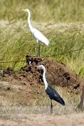 White-necked Heron and Great Egret, Deniliquin, NSW, Australia, March 2006 - click for larger image