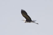 White-necked Heron and Great Egret, Deniliquin, NSW, Australia, March 2006 - click for larger image