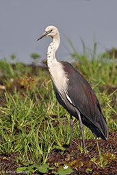 White-necked Heron, Kakadu, Northern Territory, Australia, October 2013 - click for larger image