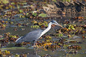 Pied Heron, Kakadu, Northern Territory, Australia, October 2013 - click for larger image