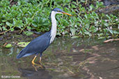 Pied Heron, Kakadu, Northern Territory, Australia, October 2013 - click for larger image