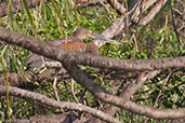 Great-billed Heron, Kakadu, Northern Territory, Australia, October 2013 - click for larger image