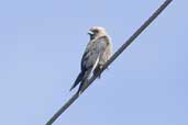 Dusky Woodswallow, Southport, Tasmania, Australia, February 2006 - click for larger image