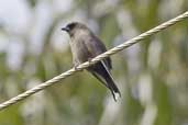 Dusky Woodswallow, Southport, Tasmania, Australia, February 2006 - click for larger image