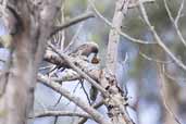 Dusky Woodswallow, Maria Island, Tasmania, Australia, February 2006 - click for larger image