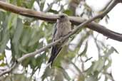 Immature Dusky Woodswallow, Coffe Creek, Hobart, Tasmania, Australia, February 2006 - click for larger image