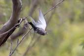 Dusky Woodswallow, Coffe Creek, Hobart, Tasmania, Australia, February 2006 - click for larger image