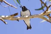 White-breasted Woodswallow, Menindee, NSW, Australia, March 2006 - click for larger image