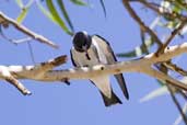 White-breasted Woodswallow, Menindee, NSW, Australia, March 2006 - click for larger image