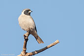Masked Woodswallow, Uluru, Northern Territory, Australia, September 2013 - click for larger image