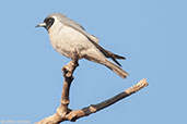 Masked Woodswallow, Uluru, Northern Territory, Australia, September 2013 - click for larger image