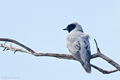 Masked Woodswallow, Perth, Western Australia, October 2013 - click for larger image
