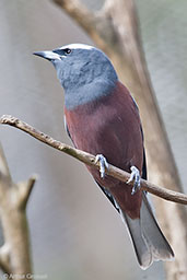 White-browed Woodswallow, Cleland Wildlife Park, South Australia, September 2013 - click for larger image