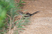 Noisy Scrub-bird, Cheynes Beach, Western Australia, October 2013 - click for larger image