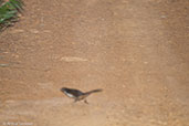 Noisy Scrub-bird, Cheynes Beach, Western Australia, October 2013 - click for larger image