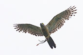 Pacific Baza, Daintree, Queensland, Australia, November 2010 - click for larger image