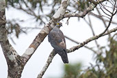 Pacific Baza, Kuranda, Queensland, Australia, November 2010 - click for larger image