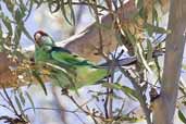 Australian Ringneck, Wyperfield, Victoria, Australia, February 2006 - click for larger image