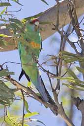 Australian Ringneck, Wyperfield, Victoria, Australia, February 2006 - click for larger image