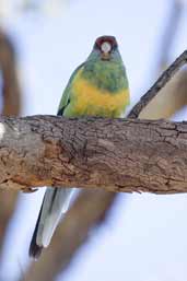 Australian Ringneck, Wilpena Pound, SA, Australia, March 2006 - click for larger image