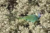 Australian Ringneck, Wilpena Pound, SA, Australia, March 2006 - click for larger image