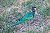 Australian Ringneck, Alice Springs, Northern Territory, Australia, September 2013 - click for larger image