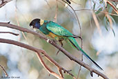 Australian Ringneck, Alice Springs, Northern Territory, Australia, September 2013 - click for larger image