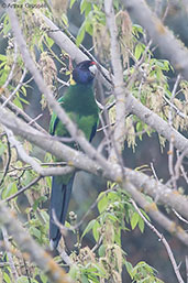 Australian Ringneck, Busselton, Western Australia, October 2013 - click for larger image