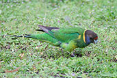 Australian Ringneck, Busselton, Western Australia, October 2013 - click for larger image