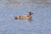 Female or immature Musk Duck, Coorong, SA, Australia, March 2006 - click for larger image